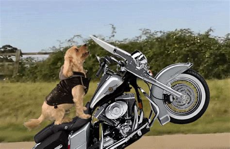 biker gifs|funny motorcycle gif.